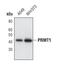Protein Arginine Methyltransferase 1 antibody, PA5-17302, Invitrogen Antibodies, Western Blot image 