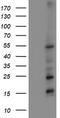 Myocyte Enhancer Factor 2C antibody, CF502502, Origene, Western Blot image 