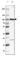 Catenin Beta 1 antibody, AMAb91209, Atlas Antibodies, Western Blot image 