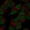 RNA Polymerase III Subunit D antibody, NBP2-55887, Novus Biologicals, Immunocytochemistry image 