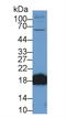 Complexin 2 antibody, LS-C293502, Lifespan Biosciences, Western Blot image 