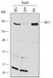 Replication Factor C Subunit 1 antibody, AF6457, R&D Systems, Western Blot image 