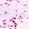 Polo Like Kinase 1 antibody, LS-C354059, Lifespan Biosciences, Immunohistochemistry frozen image 