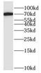 Hemopexin antibody, FNab03829, FineTest, Western Blot image 