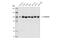 Catenin Alpha 1 antibody, 36611S, Cell Signaling Technology, Western Blot image 