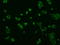 MTOR Associated Protein, Eak-7 Homolog antibody, GTX84265, GeneTex, Immunocytochemistry image 