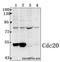 Cell Division Cycle 20 antibody, GTX66665, GeneTex, Western Blot image 