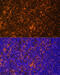 FYN Proto-Oncogene, Src Family Tyrosine Kinase antibody, 18-302, ProSci, Immunofluorescence image 