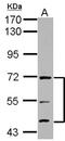 Autophagy Related 16 Like 1 antibody, NBP2-15504, Novus Biologicals, Western Blot image 