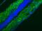 Lamin B1 antibody, ab8982, Abcam, Immunohistochemistry frozen image 