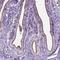 AP-5 complex subunit beta-1 antibody, NBP2-49460, Novus Biologicals, Immunohistochemistry frozen image 