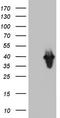 PCNA antibody, TA804935, Origene, Western Blot image 