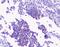 Protein Kinase C Gamma antibody, A01890, Boster Biological Technology, Immunohistochemistry frozen image 