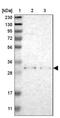 TNF Alpha Induced Protein 1 antibody, NBP1-88930, Novus Biologicals, Western Blot image 