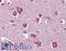 Dipeptidyl Peptidase Like 10 antibody, LS-A8300, Lifespan Biosciences, Immunohistochemistry frozen image 