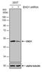 Enolase 1 antibody, MA5-27742, Invitrogen Antibodies, Western Blot image 