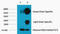 Histone H3 antibody, STJ97003, St John