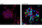 Caspase 7 antibody, 9578S, Cell Signaling Technology, Immunocytochemistry image 