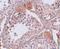 Calcium Binding Protein, Spermatid Associated 1 antibody, A15713, Boster Biological Technology, Immunohistochemistry frozen image 