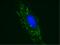 Solute Carrier Family 25 Member 4 antibody, ab110322, Abcam, Immunofluorescence image 
