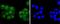Paired Box 5 antibody, NBP2-67874, Novus Biologicals, Immunofluorescence image 