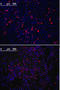 Kruppel Like Factor 4 antibody, LS-C96469, Lifespan Biosciences, Immunofluorescence image 