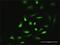 Salt Inducible Kinase 1 antibody, H00150094-D01P, Novus Biologicals, Immunofluorescence image 