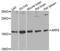 ARF6-Specific antibody, LS-C331185, Lifespan Biosciences, Western Blot image 
