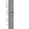 Interleukin 6 Receptor antibody, abx149034, Abbexa, Western Blot image 