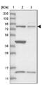 CCR4-NOT Transcription Complex Subunit 10 antibody, NBP1-82278, Novus Biologicals, Western Blot image 