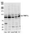 TRNA Methyltransferase 1 Like antibody, A305-120A, Bethyl Labs, Western Blot image 