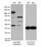 Nibrin antibody, LS-C799242, Lifespan Biosciences, Western Blot image 
