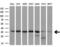 Protein Phosphatase 1 Catalytic Subunit Alpha antibody, LS-C794552, Lifespan Biosciences, Western Blot image 