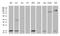 CDGSH Iron Sulfur Domain 2 antibody, MA5-27296, Invitrogen Antibodies, Western Blot image 