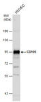 Endoglin antibody, GTX100508, GeneTex, Western Blot image 