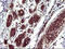 Thioredoxin-related transmembrane protein 1 antibody, LS-C788373, Lifespan Biosciences, Immunohistochemistry frozen image 