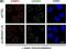Tumor Protein P53 Binding Protein 1 antibody, NB100-304, Novus Biologicals, Immunofluorescence image 