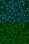 U6 snRNA-associated Sm-like protein LSm2 antibody, GTX65872, GeneTex, Immunofluorescence image 