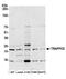 Trafficking Protein Particle Complex 5 antibody, NBP2-76386, Novus Biologicals, Western Blot image 