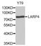 La Ribonucleoprotein Domain Family Member 4 antibody, abx003909, Abbexa, Western Blot image 