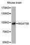 Alpha-1,6-Mannosylglycoprotein 6-Beta-N-Acetylglucosaminyltransferase B antibody, LS-C748890, Lifespan Biosciences, Western Blot image 