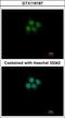 Cleavage And Polyadenylation Specific Factor 3 antibody, GTX116187, GeneTex, Immunocytochemistry image 