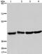 N-Myc Downstream Regulated 1 antibody, PA5-50398, Invitrogen Antibodies, Western Blot image 