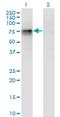 CBFA2/RUNX1 Partner Transcriptional Co-Repressor 2 antibody, H00009139-M05, Novus Biologicals, Western Blot image 