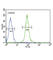 Tyrosine 3-Monooxygenase/Tryptophan 5-Monooxygenase Activation Protein Gamma antibody, abx031810, Abbexa, Western Blot image 