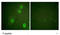 Histone Cluster 4 H4 antibody, TA316502, Origene, Immunofluorescence image 