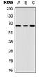 G Protein Nucleolar 3 Like antibody, LS-C356064, Lifespan Biosciences, Western Blot image 