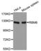 RNA Binding Motif Protein 6 antibody, abx004569, Abbexa, Western Blot image 