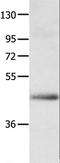 Apelin Receptor antibody, LS-C400559, Lifespan Biosciences, Western Blot image 