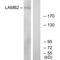 Laminin Subunit Beta 2 antibody, A08306, Boster Biological Technology, Western Blot image 